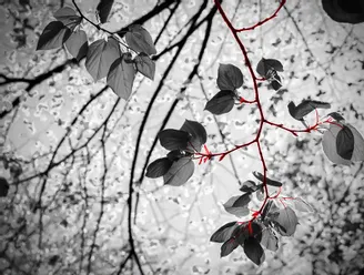 CDI intérimaire instauré par accord collectif