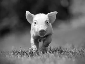 Coronavirus : report des élections professionnelles des TPE